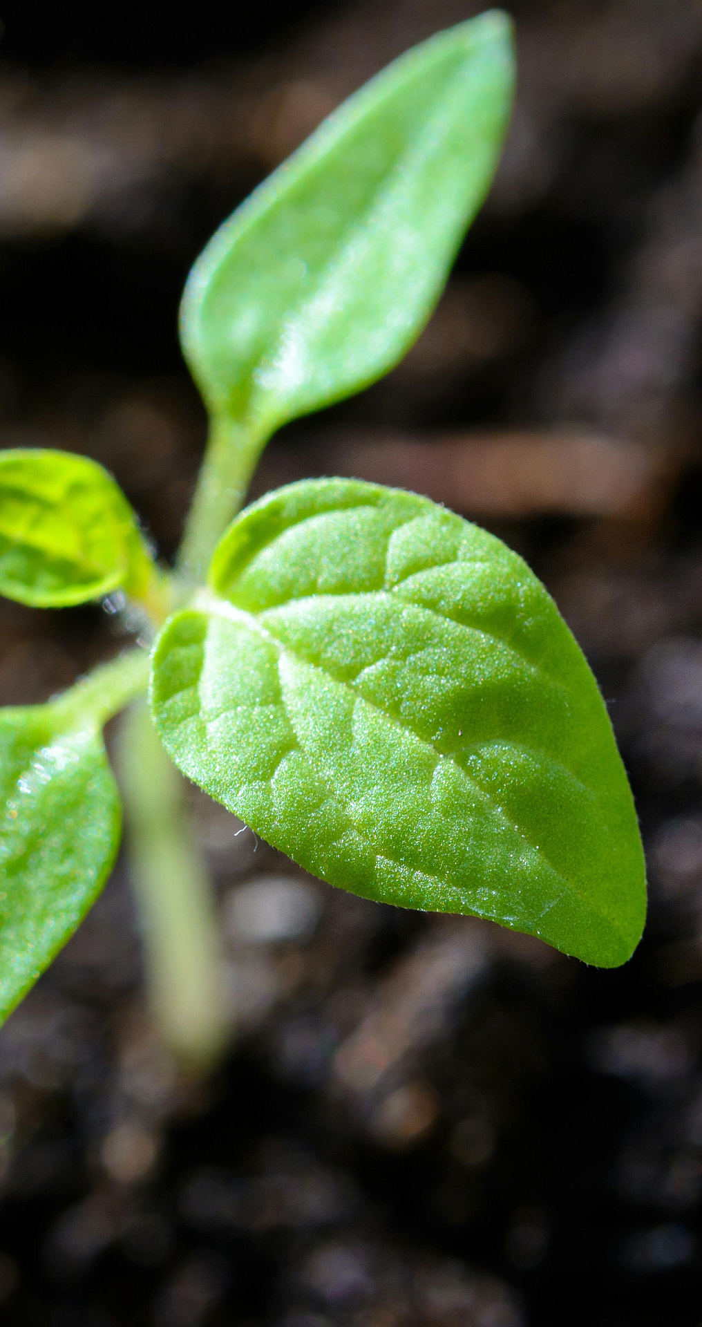 pexels asphotograpy 1002703.jpg?1775199606&focus=78.34 45