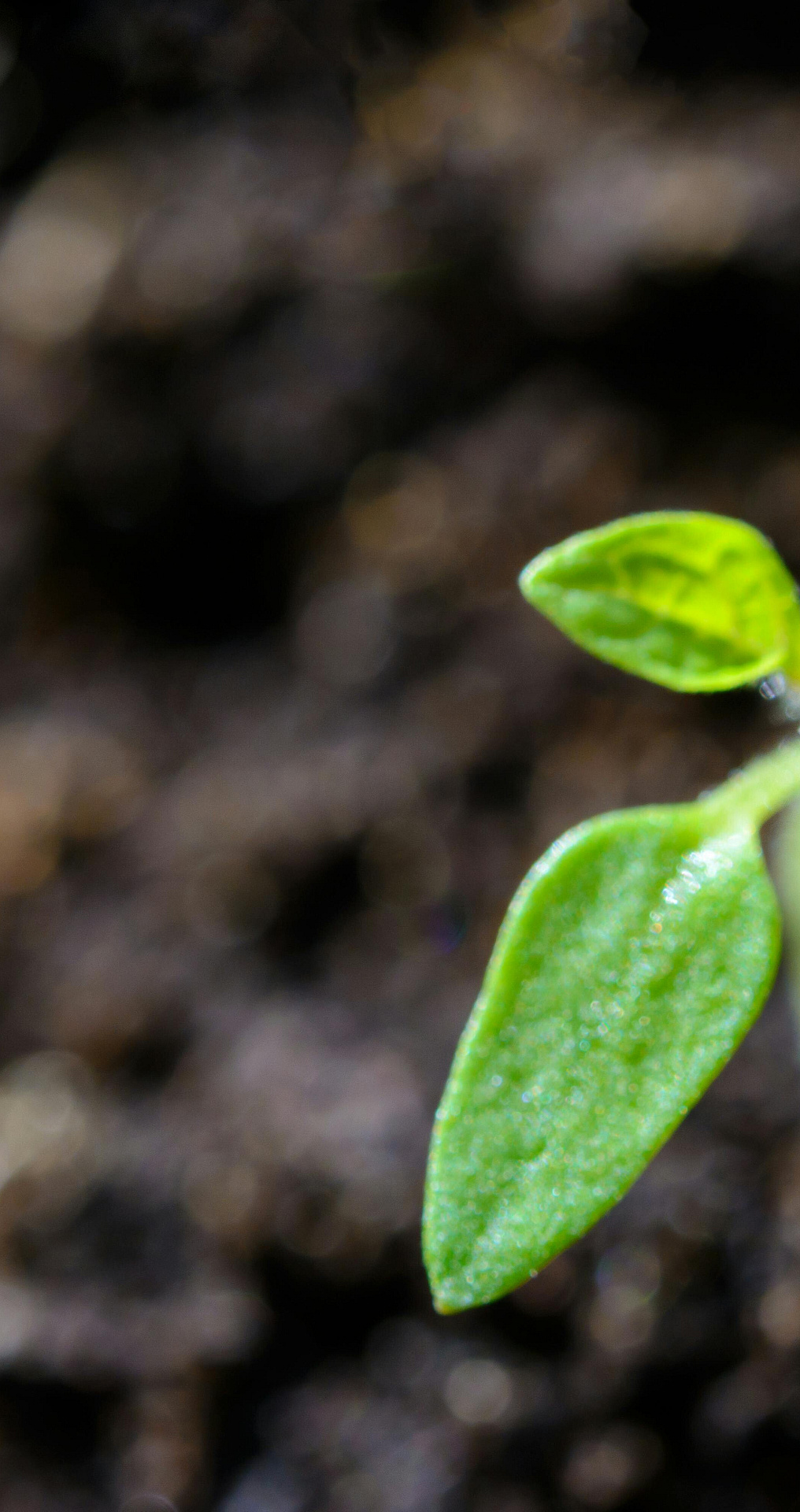 pexels asphotograpy 1002703