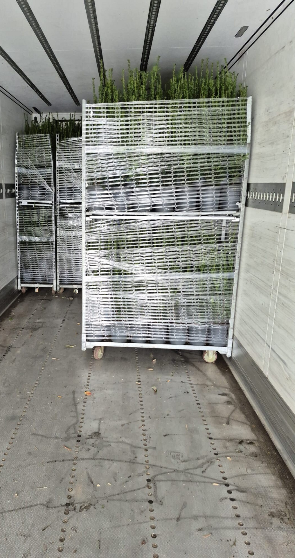 photo 26 11 2025 14 54 01 1 .jpg?1775199548&focus=81.66 22